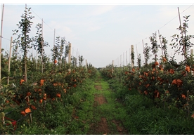 蘋果基地