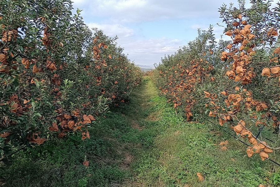 蘋果基地
