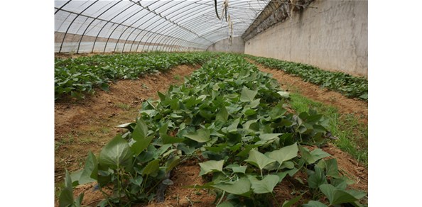 棲霞德豐深耕“甜蜜”產(chǎn)業(yè)！“煙薯25”種苗長勢喜人