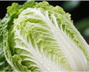 Chinese cabbage